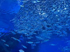 -海合安成都极地海洋公园