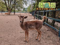 -北京麋鹿生态实验中心