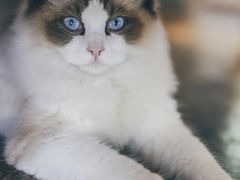 -喵屿·大理花园猫咖