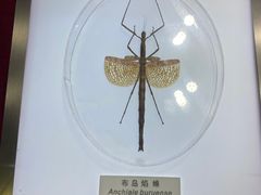-上海昆虫博物馆