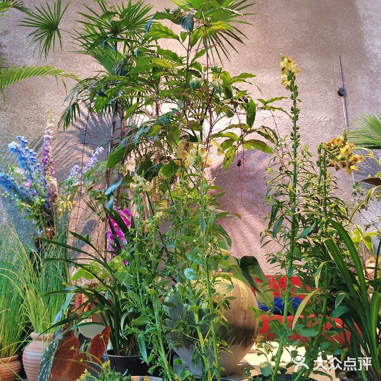 很有温度的一家小店，感觉进了植物馆了
