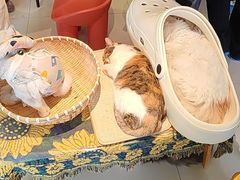 -平行世界·猫咖(首经贸店)