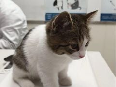 -宠颐生宠物医院·犬猫全科·皮肤科(商业街店)