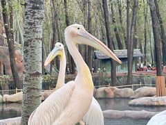 -北京野生动物园