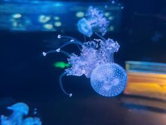 -欢乐海岸海洋奇梦馆