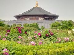 -洛阳郁金香牡丹园