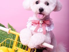 -读宠于你·约克夏比熊·睫角守宫·爬宠售卖(高新店)