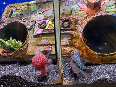 -瑞普利水族馆