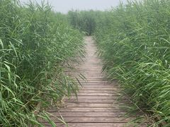 -西青郊野公园