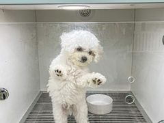 -萌宠之家·腊肠犬·马尔泰·小体犬舍