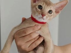 -猫十亿·布偶金渐层·曼基康矮脚猫舍(青年路店)
