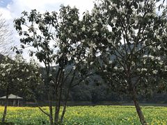 -广州市石门国家森林公园