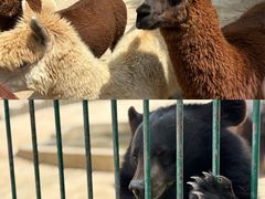 -栾川竹海野生动物园