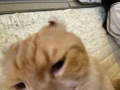 -平行世界·猫咖(首经贸店)