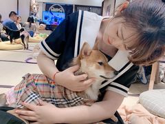 -逗柴咖啡屋·狗咖猫咖宠物桌游