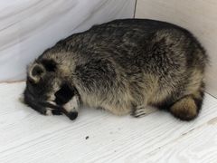 -浣熊柯尔鸭土拨鼠·电玩咖