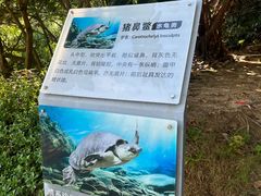 -广东惠东海龟国家级自然保护区