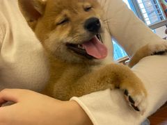 -豆柴町-柴犬主题狗咖(红鼎国际C座店)