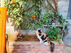 -Anne猫窝咖啡屋