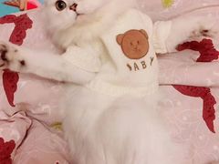 -东方名猫馆·英短金渐层布偶猫舍(环线广场1号楼店)