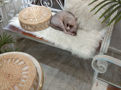 -共舞时光猫咖·狗咖(新街口店)