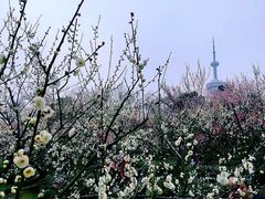 -南京古林公园