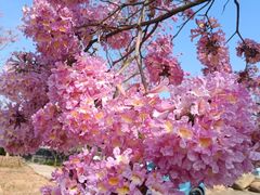 -南国桃园旅游度假区