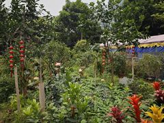 -大眼强五杯鹅饭店