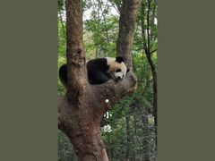 -成都大熊猫繁育研究基地