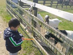 -田园东方蜜桃村的田野营地
