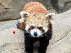 -深圳野生动物园