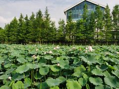 -金银湖国家城市湿地公园