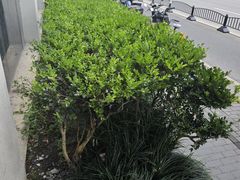 -蓝海豚游泳俱乐部(南京西路店)