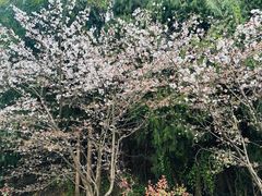 -绵阳盛世樱花悠乐谷