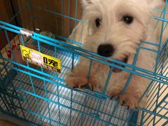 -翊宠yipet猫狗购宠庄园犬舍•猫舍