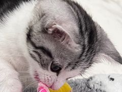 -袖虎·猫馆(体育西路店)