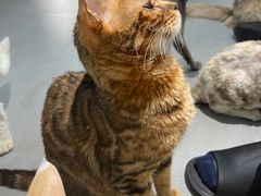 -琪喵猫屋·撸猫猫咖·猫舍