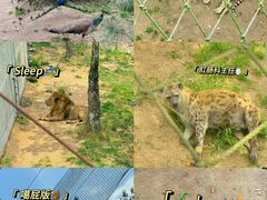 -西霞口神雕山野生动物世界