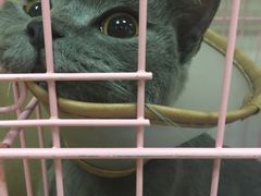 -瑞鹏宠物医院·骨科·猫科·内科(第一中心)