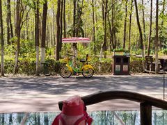 -合肥滨湖国家森林公园