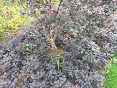 -松山湖梦幻百花洲