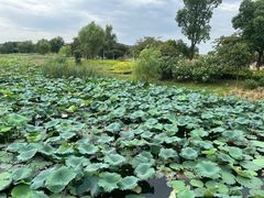 -西山漾湿地公园