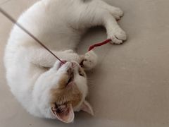 -平行世界·猫咖(首经贸店)