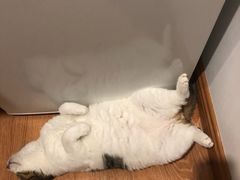 -佑安动物医院·全科·内窥镜中心(幸福巷店)