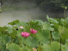 -望湖公园
