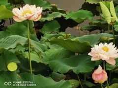 -荷塘月色湿地公园·向阳花洲