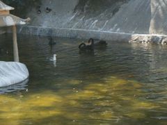 android_upload_pic-百鸟园