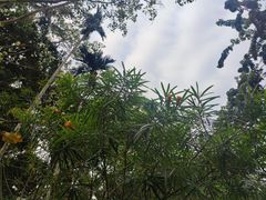 -中国科学院西双版纳热带植物园