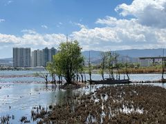 -洱海月湿地公园