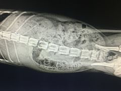 片子里显示肚子里好多屎-瑞派长江宠物医院·猫科·外科·24小时夜护(谊城公寓分院)